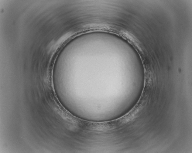 X0000070381074200606121247