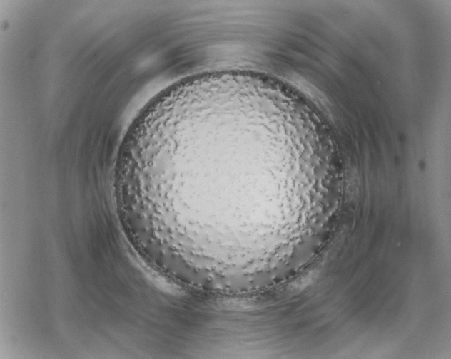 X0000070381086200606121247