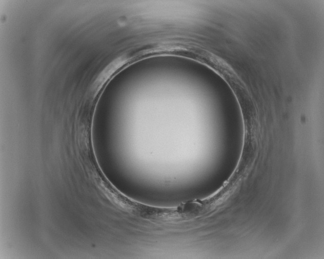 X0000070381177200606121245