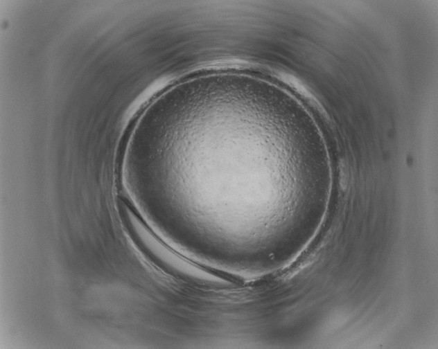 X0000070381229200606121244