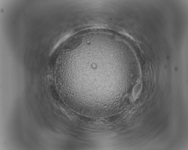 X0000070381255200606121244