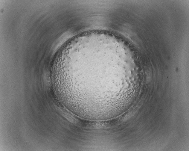 X0000070381266200606121244