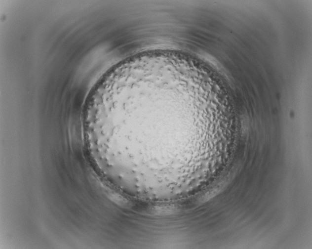 X0000070381274200606121244