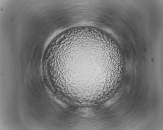 X0000070381278200606121243