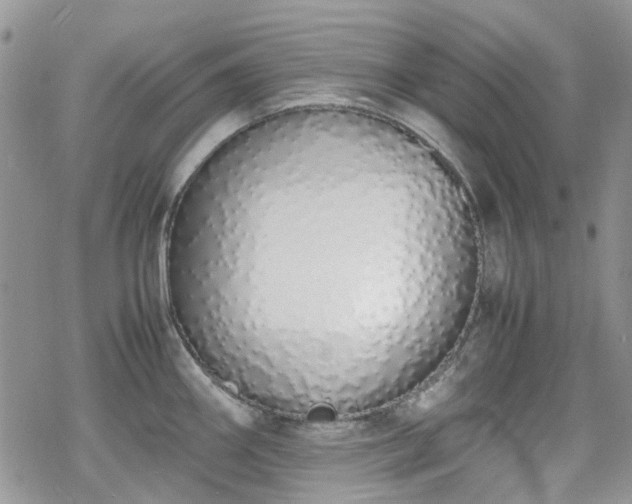 X0000070381290200606121243