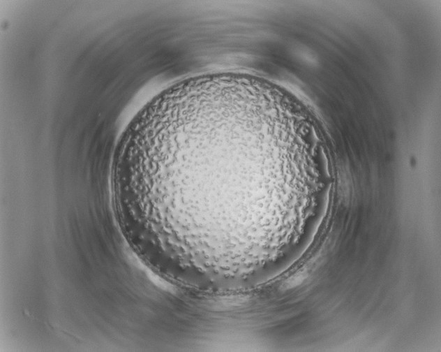 X0000070381294200606121243