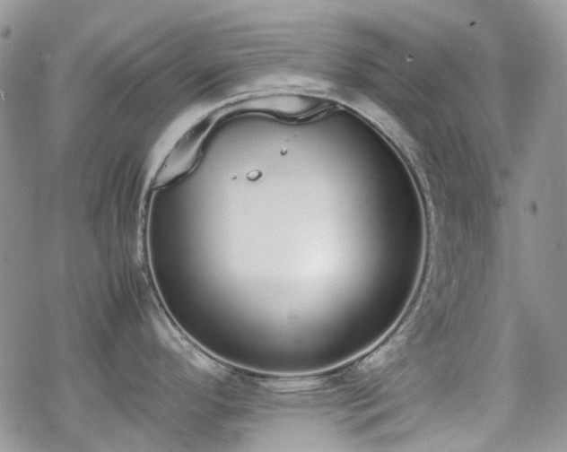 X0000070381296200606121243