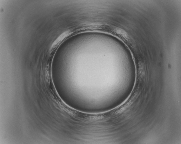 X0000070381354200606121242