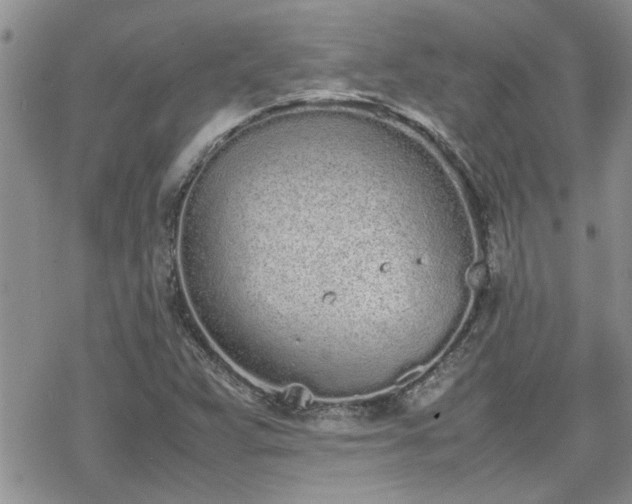 X0000070381359200606121242