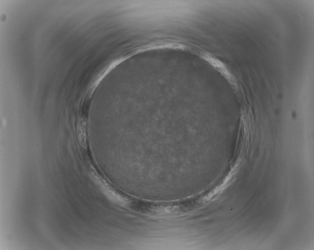 X0000070381369200606121242