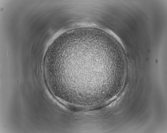 X0000070381381200606121242