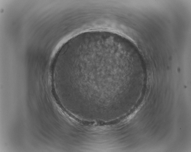 X0000070381506200606121240