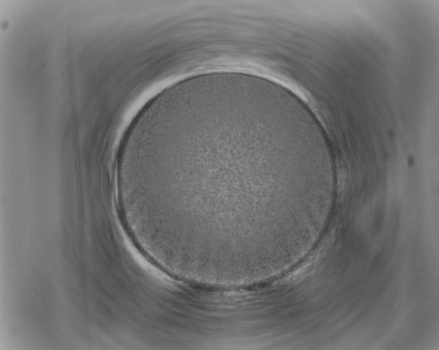 X0000070381515200606121240