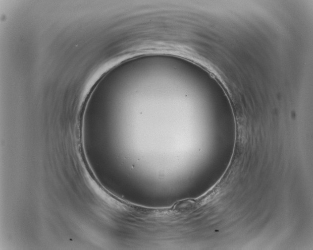 X0000070381531200606121240