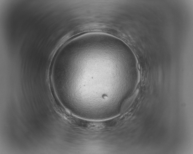 X0000070380099200606161354