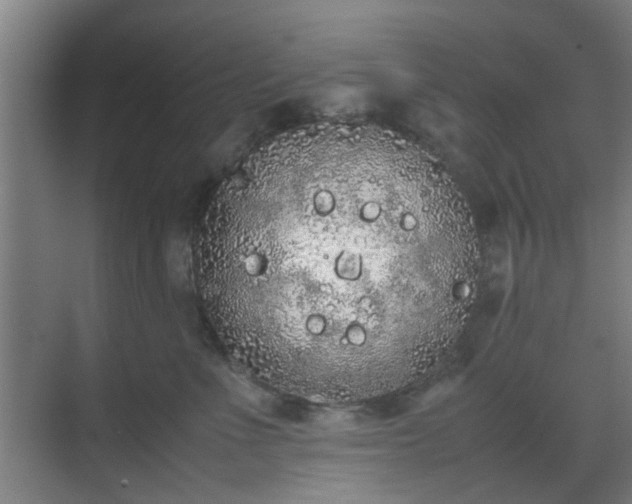 X0000070380523200606161347