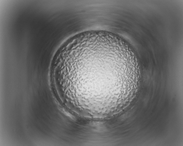 X0000070381278200606161334