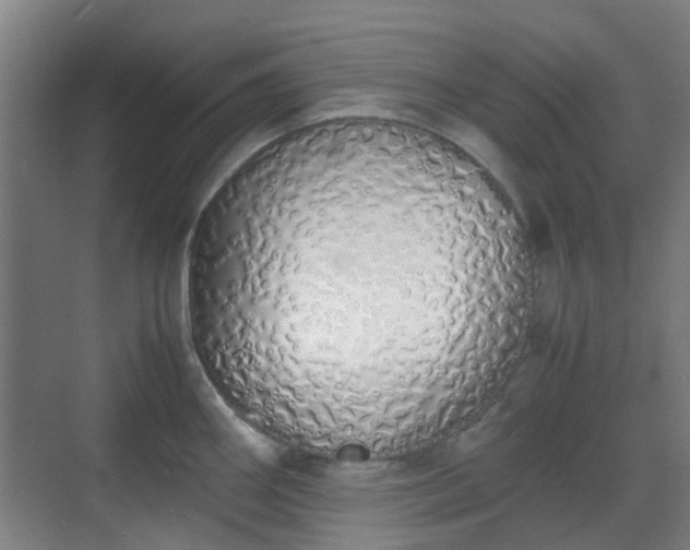 X0000070381290200606161334