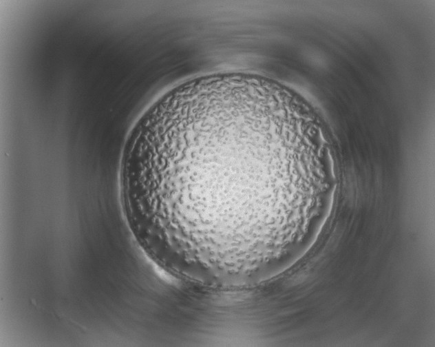 X0000070381294200606161334