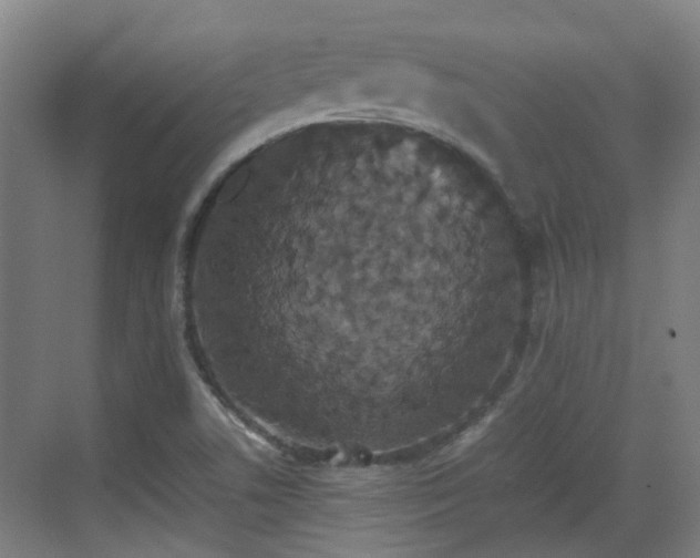 X0000070381506200606161330