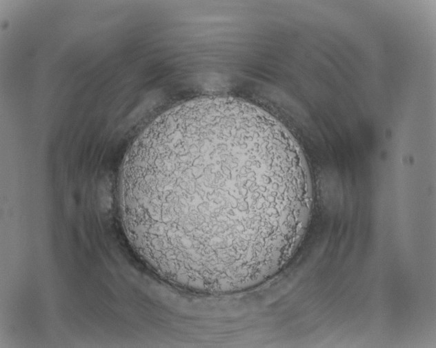 X0000070380032200606231723