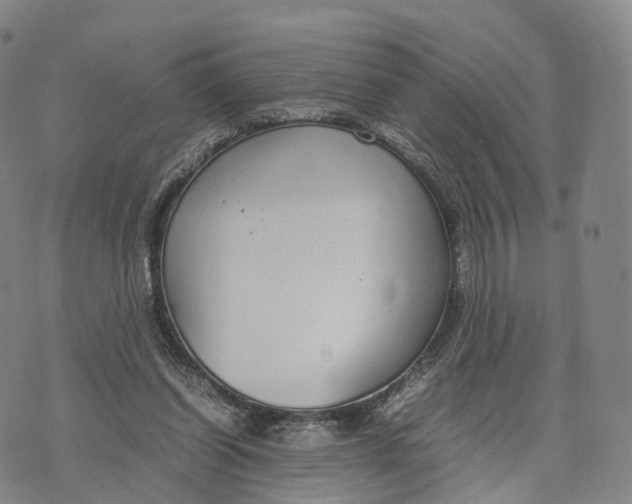 X0000070380254200606231719