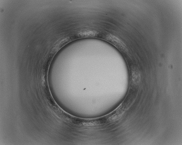 X0000070380259200606231720