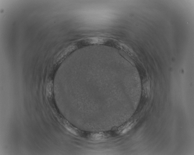 X0000070380325200606231719