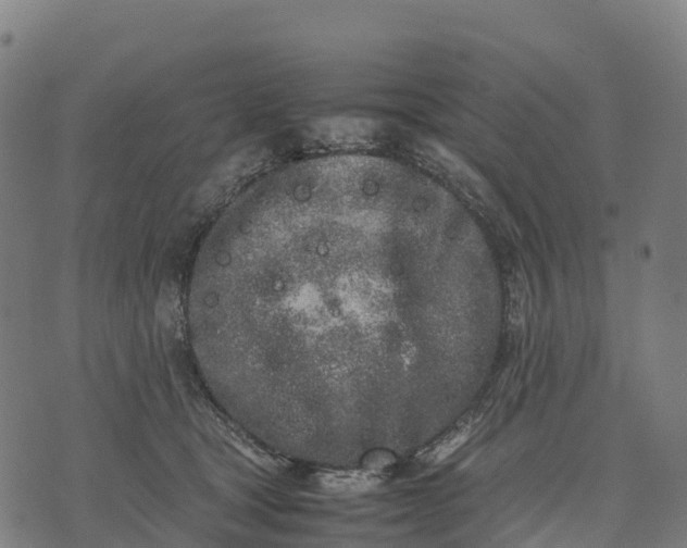 X0000070380465200606231717