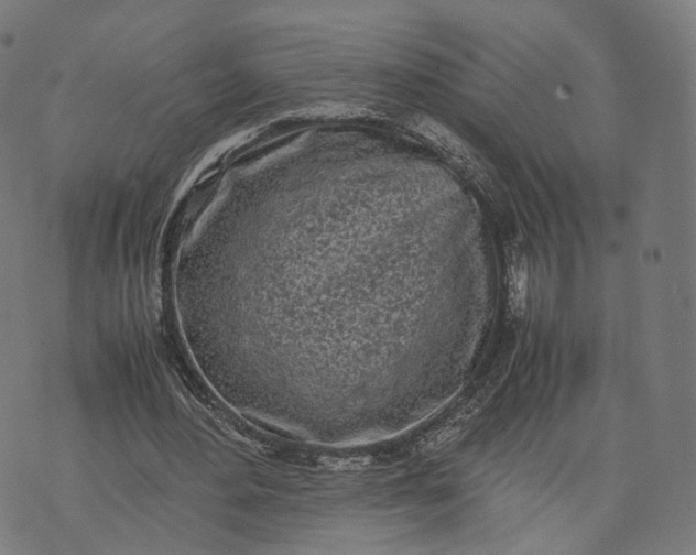 X0000070380484200606231716