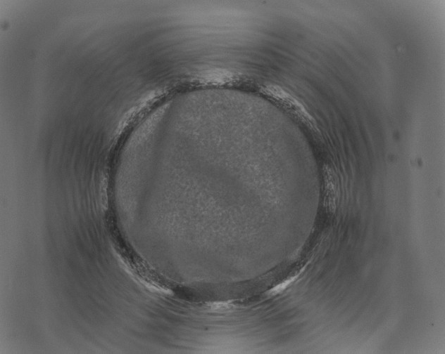 X0000070380496200606231716