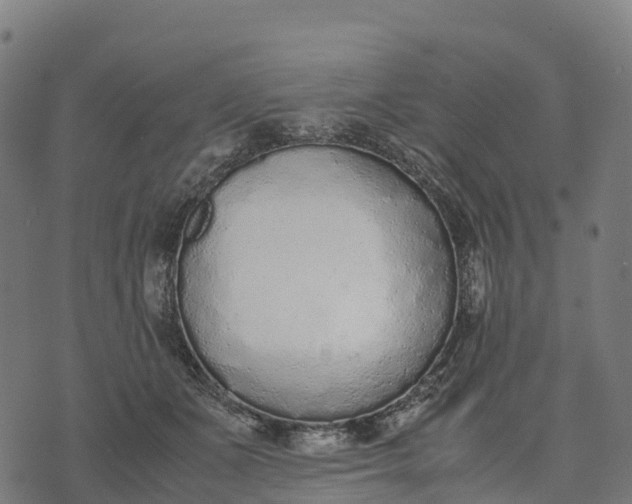 X0000070380511200606231716