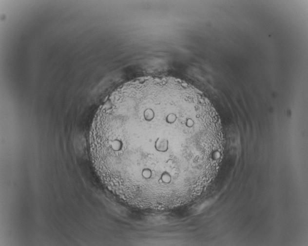 X0000070380523200606231715