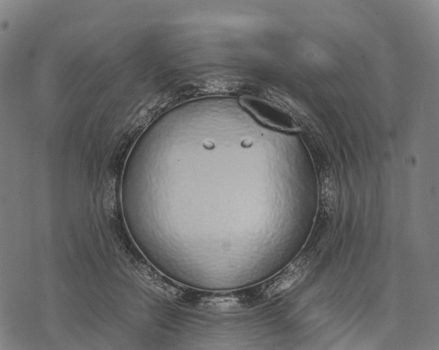 X0000070380554200606231715