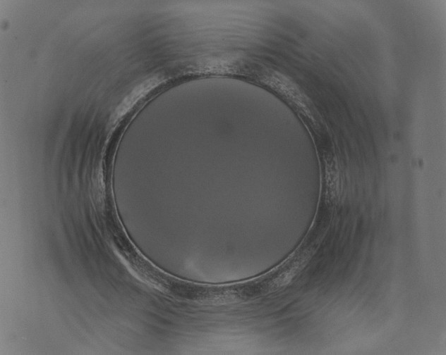 X0000070380674200606231713