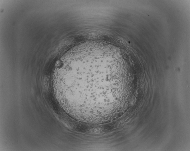 X0000070380695200606231713