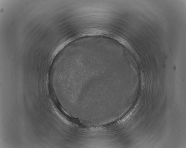 X0000070380842200606231710