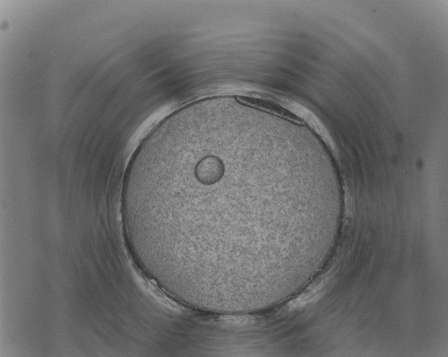 X0000070380954200606231709