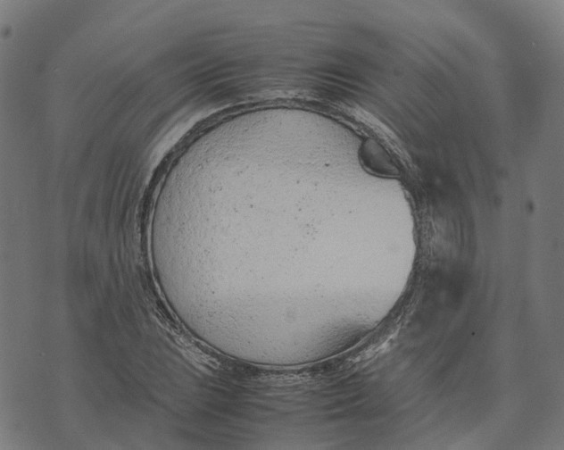 X0000070381023200606231707