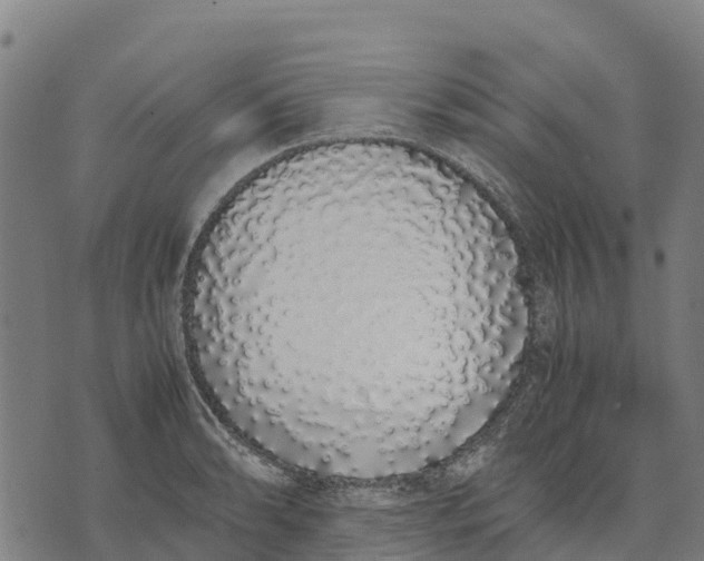 X0000070381086200606231706