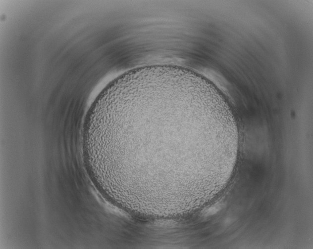 X0000070381094200606231706