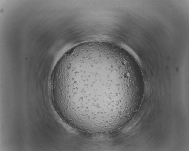 X0000070381099200606231706