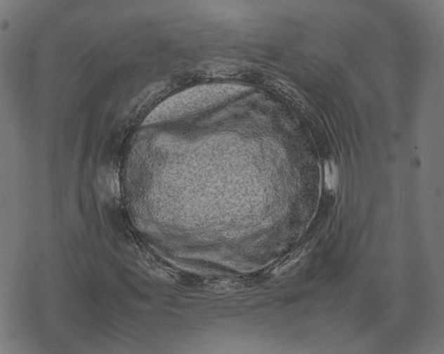 X0000070381155200606231705