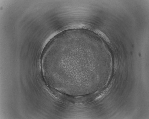 X0000070381226200606231704