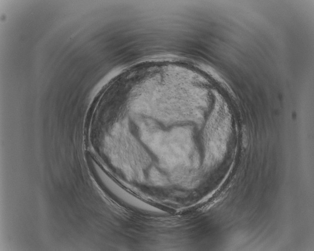 X0000070381229200606231704