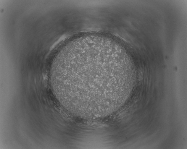 X0000070381254200606231703