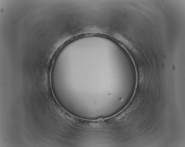 X0000070381264200606231703