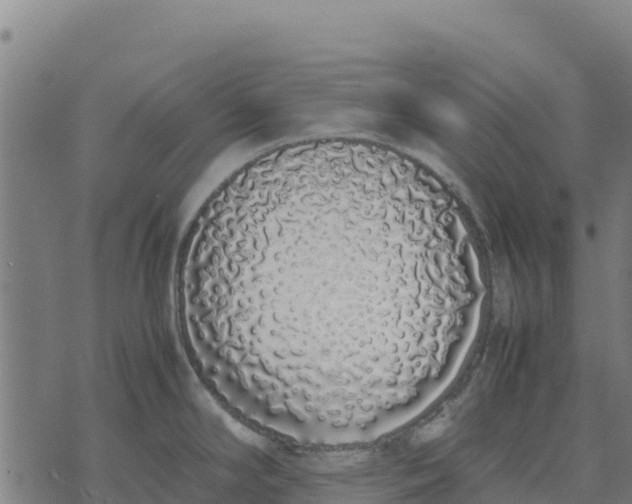 X0000070381294200606231703