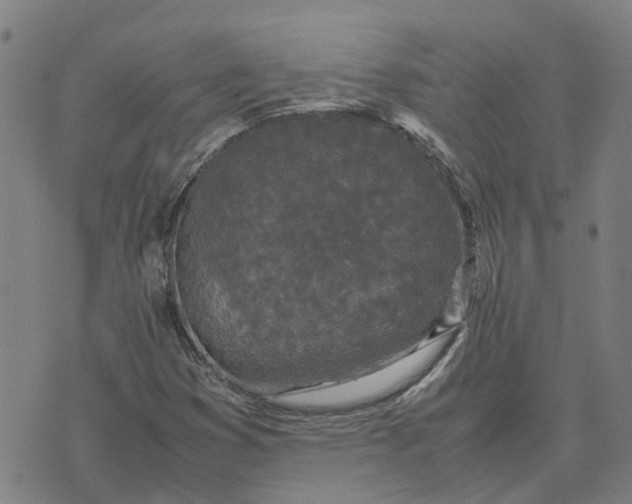 X0000070381353200606231702