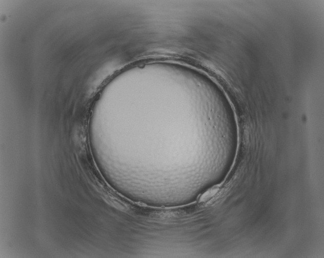 X0000070381355200606231702